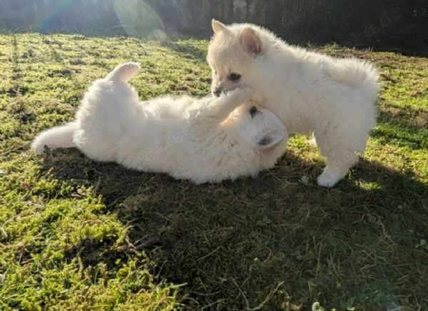 Pomerania Mix Pomchi cuccioli dolci in vendita