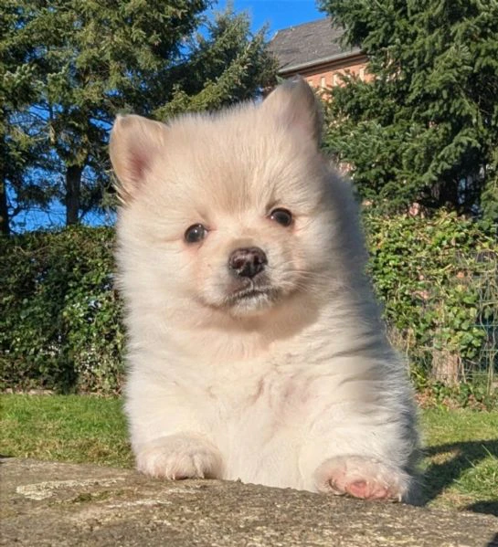 Pomerania Mix Pomchi cuccioli dolci in vendita | Foto 1