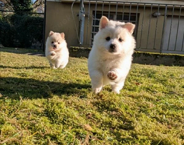 Pomerania Mix Pomchi cuccioli dolci in vendita | Foto 0