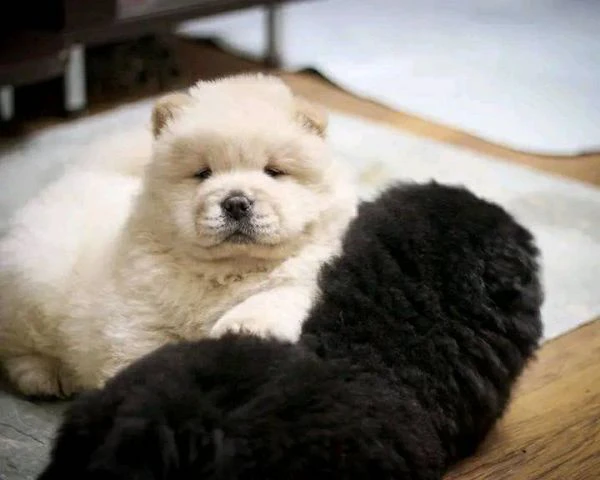 Regalo cuccioli di chow chow femminucce e maschietti 