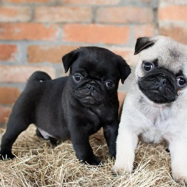 regalo teneri Cuccioli di Carlino Disponibili