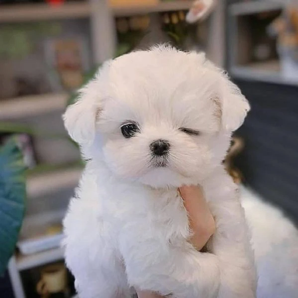 regalo  adorabili cuccioli di maltese toy