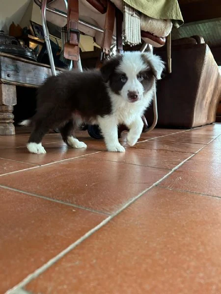 Cuccioli di Border Collie pronti per ladozione