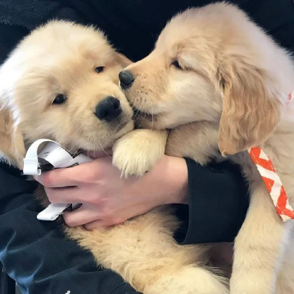 Vendita cuccioli di Golden Retriever