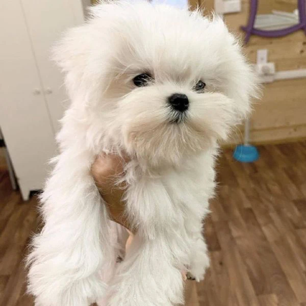 Vendo cuccioli di maltese