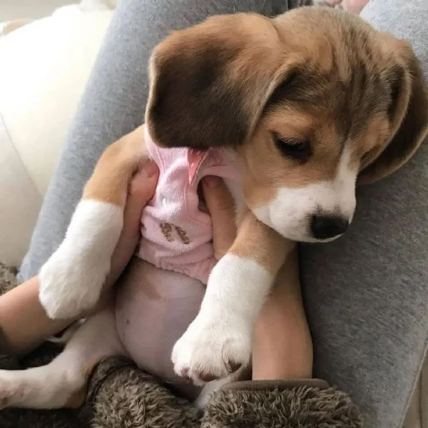 Regalo cuccioli di beagle maschi che femmine nb