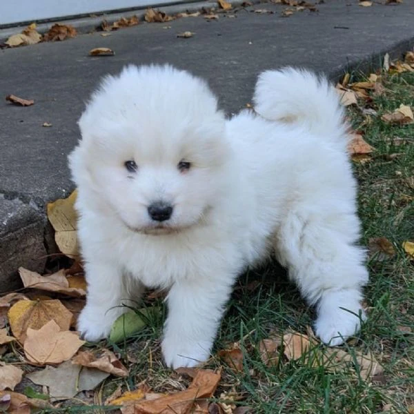 Regalo adorabili cuccioli di samoiedo femminucce e maschietti