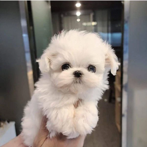 Regalo maltese toy cuccioli disponibile per ladozione