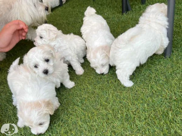 bellissimi cuccioli toy maltesi maschio e femmina