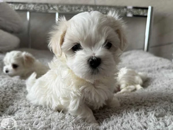 Maltese toy cuccioli