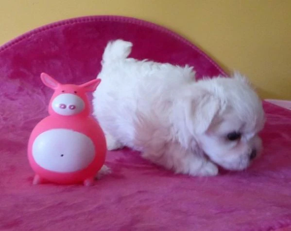 Maltese toy cuccioli | Foto 1