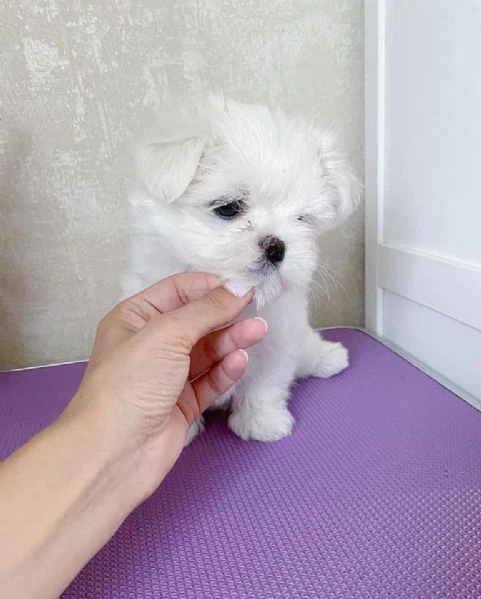 Maltese toy cuccioli | Foto 4