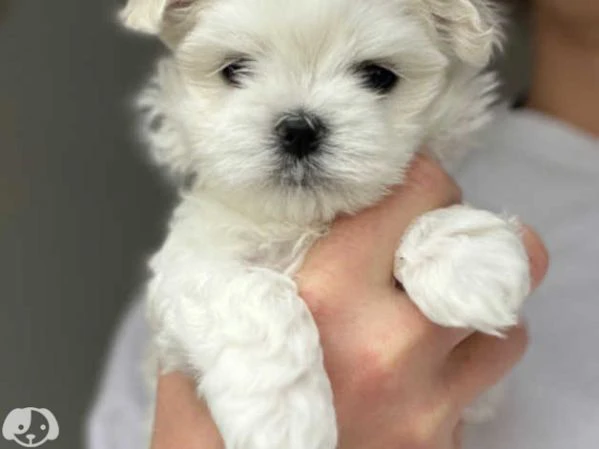 Maltese toy cuccioli