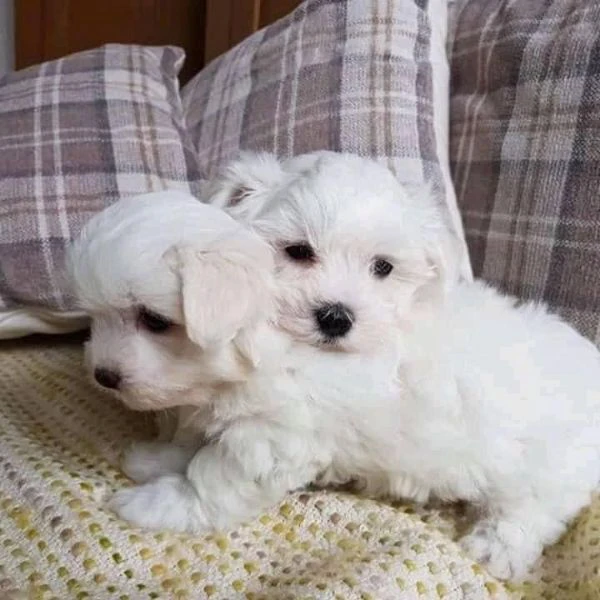 Maltese toy cuccioli