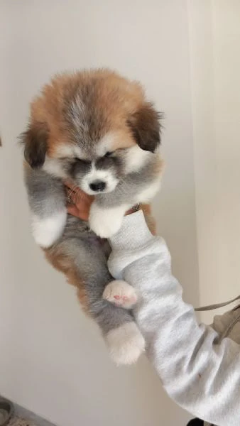 Cuccioli akita inu