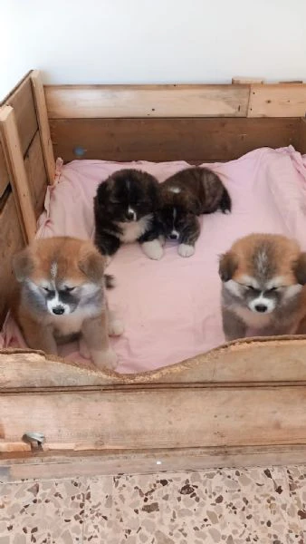 Cuccioli akita inu | Foto 3