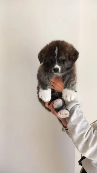 Cuccioli akita inu | Foto 2