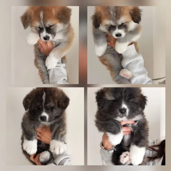 Cuccioli akita inu | Foto 1