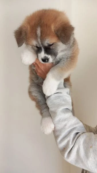 Cuccioli akita inu | Foto 0