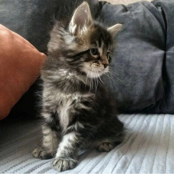 Cucciola di razza Maine Coon