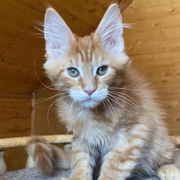 Maine coon cuccioli