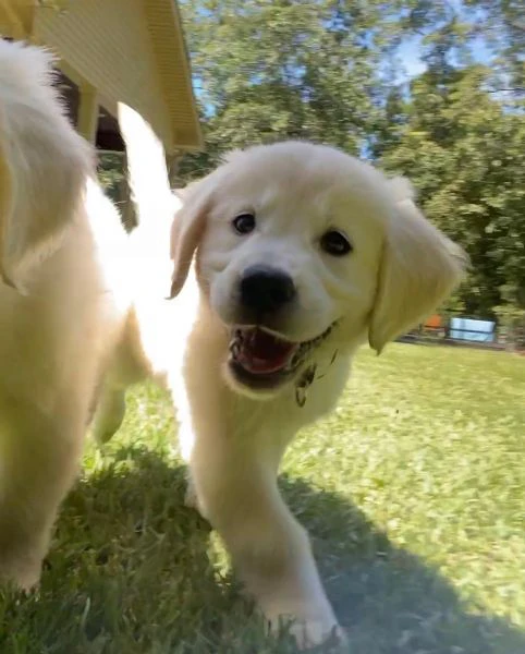 Cuccioli maschi di Golden Retriever