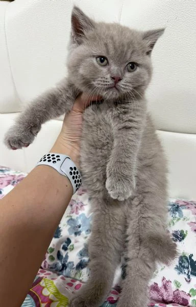 Cuccioli British Shorthair