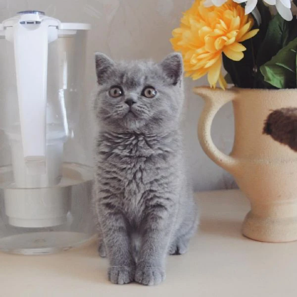 Bellissime cucciolate di british shorthair | Foto 0