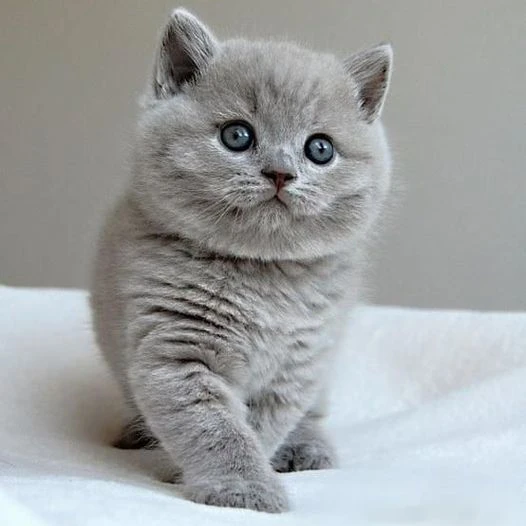 Bellissime cucciolate di british shorthair