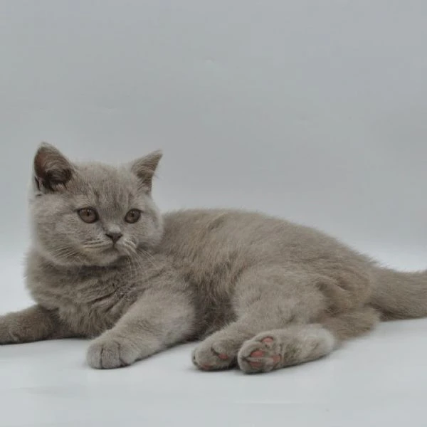 British Shorthair maschio e femmina | Foto 0