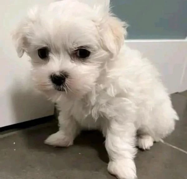 Cuccioli di Maltese toy