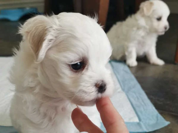 Maltese toy cuccioli