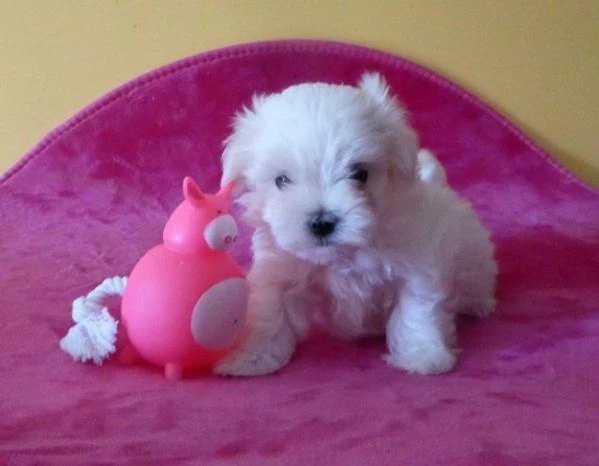 Cuccioli pura razza maltese | Foto 3