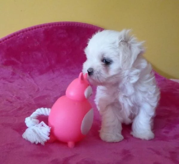 Cuccioli pura razza maltese | Foto 2