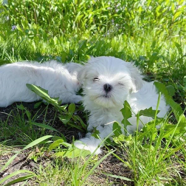 Maltese toy cuccioli | Foto 4