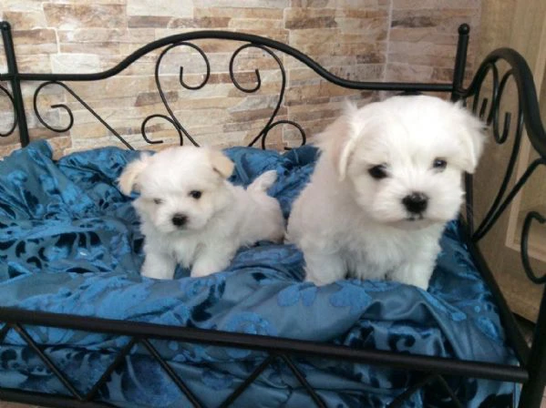 Maltese toy cuccioli