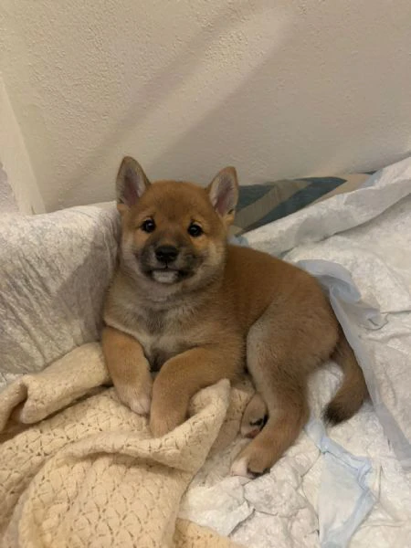 Shiba inu 