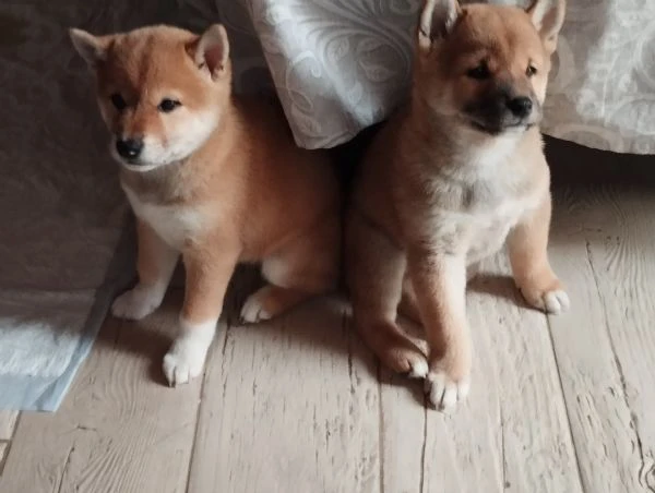 Shiba inu  | Foto 5