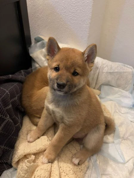 Shiba inu  | Foto 1