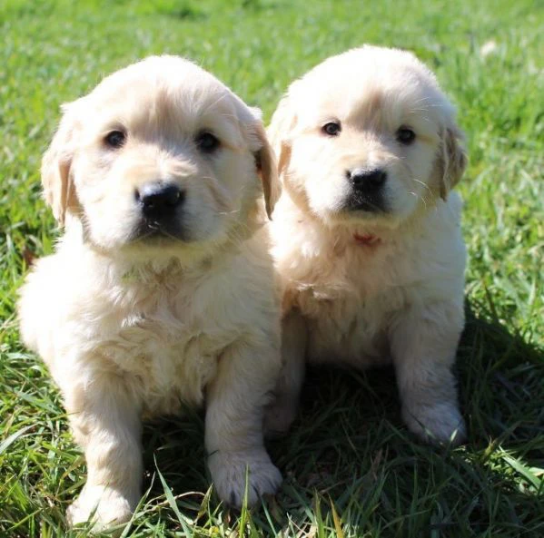 Meravigliosi cuccioli di Golden retriever