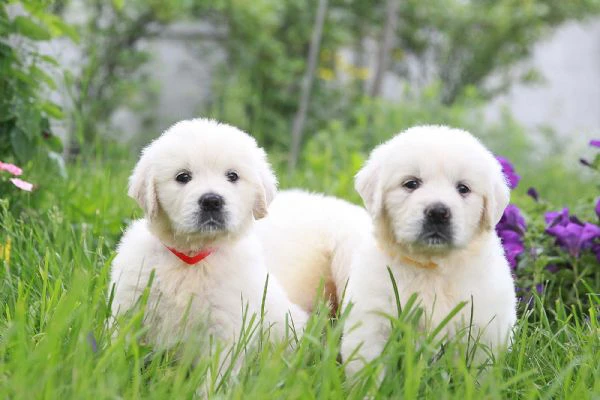 Due cuccioli maschietti di Golden retriever