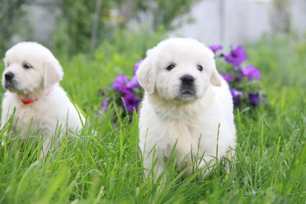 Due cuccioli maschietti di Golden retriever | Foto 0