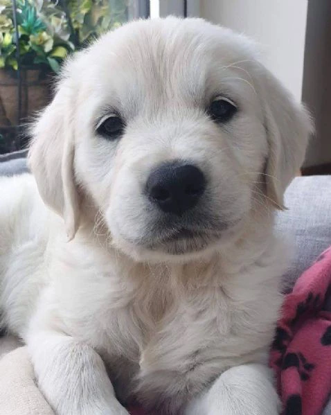 Cucciole golden retriever