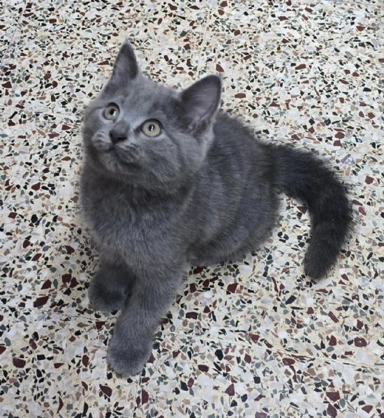 British Shorthair maschio e femmina