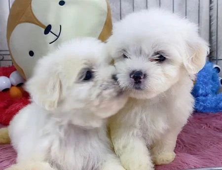 Maltesi cuccioli tutti bianchi | Foto 0