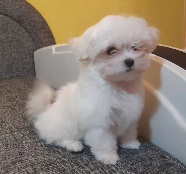 Cuccioli di maltese toy | Foto 0