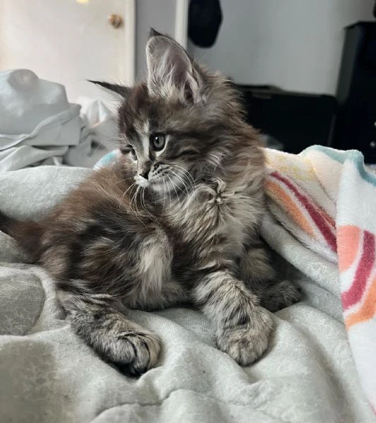 Disponibili Cuccioli di Maine coon | Foto 0