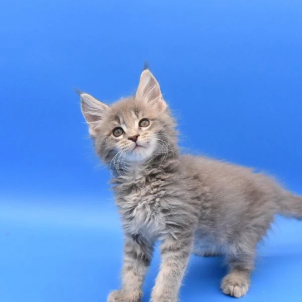 Cucciola di razza Maine Coon