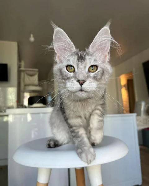 Gatti maine coon | Foto 0