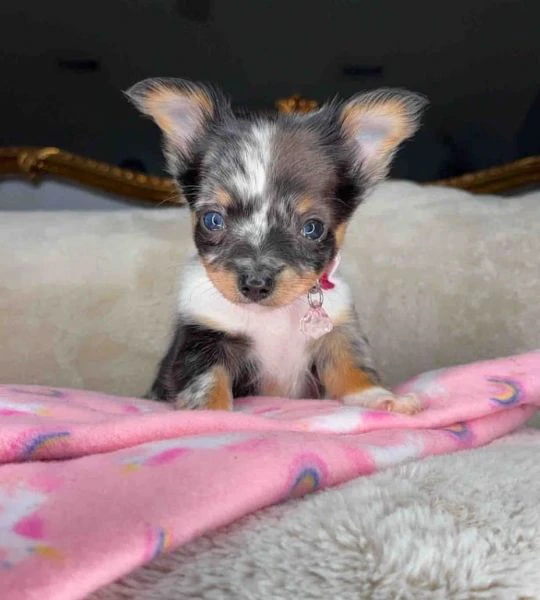 Cuccioli di Chihuahua in vendita | Foto 6